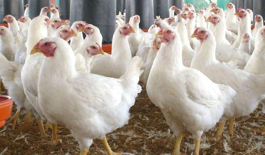 काठमाडौं उपत्यकामा देखियो बर्डफ्लू 